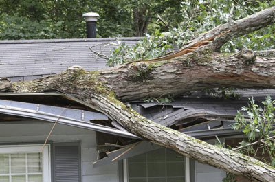 Tree collapse on roof